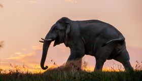 Thai Elephant under the sunset in the Northern of Thailand